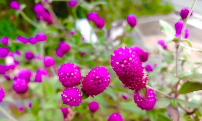 江门市的市花是什么？
