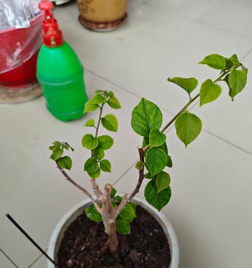 三角梅花落后管理方法是什么？