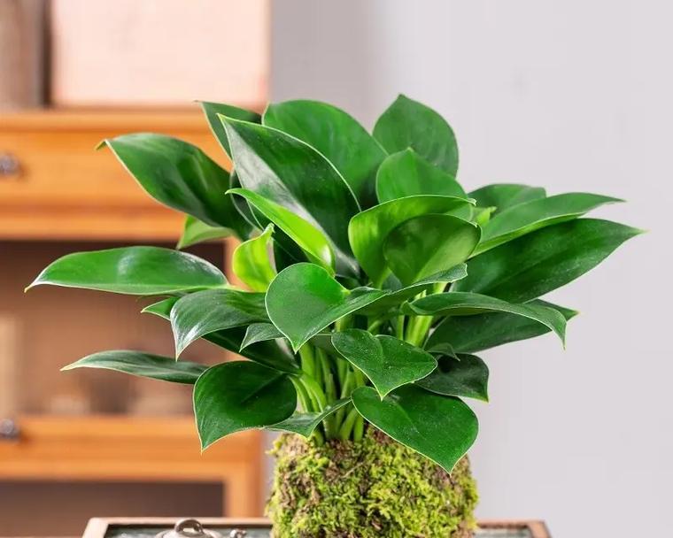 春天开的花有哪些盆栽？适合室内种植的有哪些？
