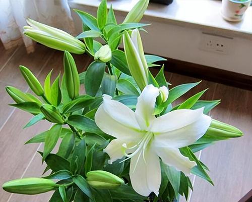 春天开的花有哪些盆栽？适合室内种植的有哪些？