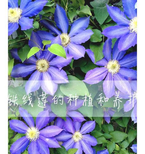 铁线莲常绿品种有哪些？铁线莲常绿品种特点与养护？