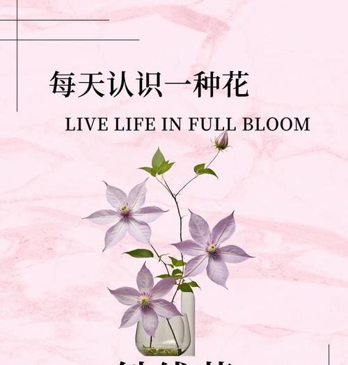 铁线莲常绿品种有哪些？铁线莲常绿品种特点与养护？