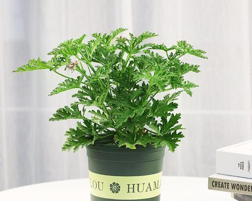 哪些植物具有防蚊的效果？