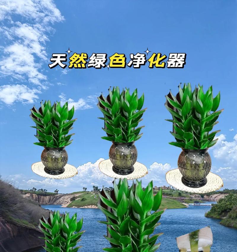 观音竹种子的种植方法是什么？