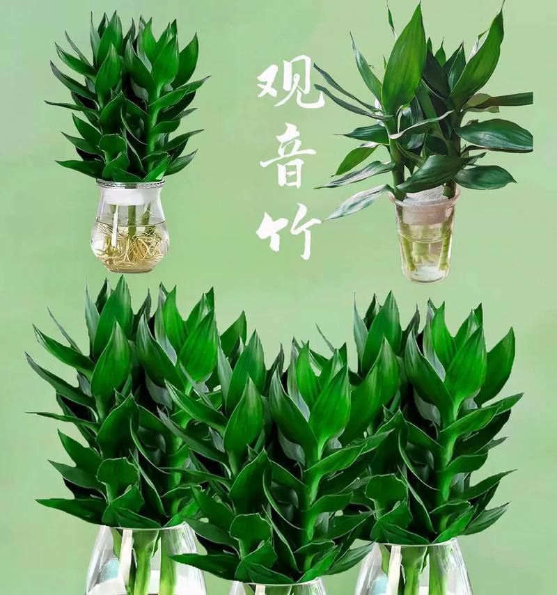 观音竹种子的种植方法是什么？