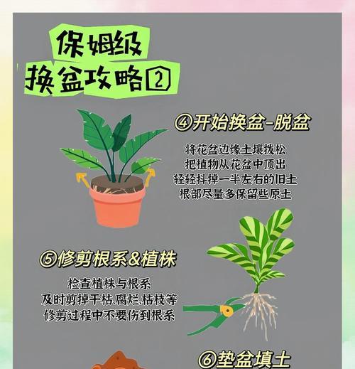 龙血树换盆的最佳时机是什么时候？换盆步骤是怎样的？