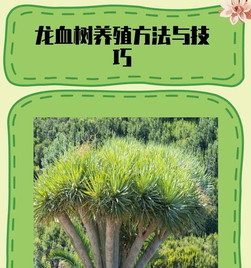 龙血树换盆的最佳时机是什么时候？换盆步骤是怎样的？