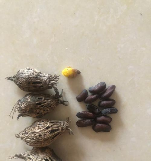 腊梅籽种植的步骤和技巧是什么？