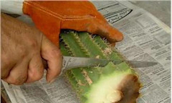 仙人掌的养殖技巧和如何处理根腐病？