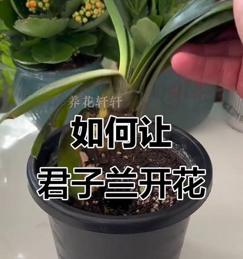 君子兰如何开花？如何促进君子兰的开花？