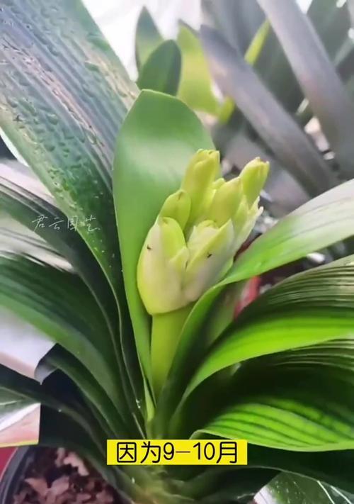 君子兰如何开花？如何促进君子兰的开花？