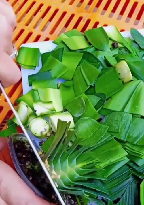 君子兰如何开花？如何促进君子兰的开花？