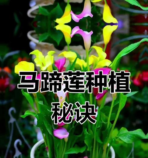 马蹄莲的种植步骤有哪些？