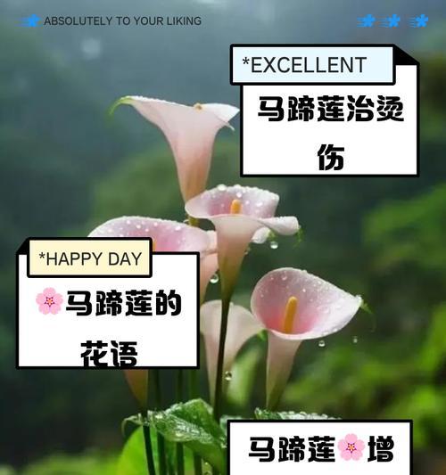 马蹄莲的种植步骤有哪些？