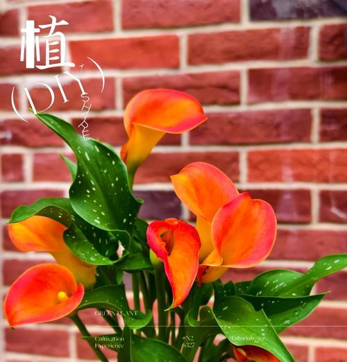 马蹄莲的种植步骤有哪些？
