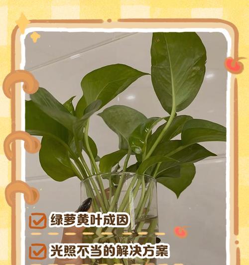 绿萝叶子发黄怎么办？可能的原因及解决方法？