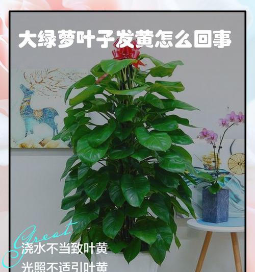 绿萝叶子发黄怎么办？可能的原因及解决方法？