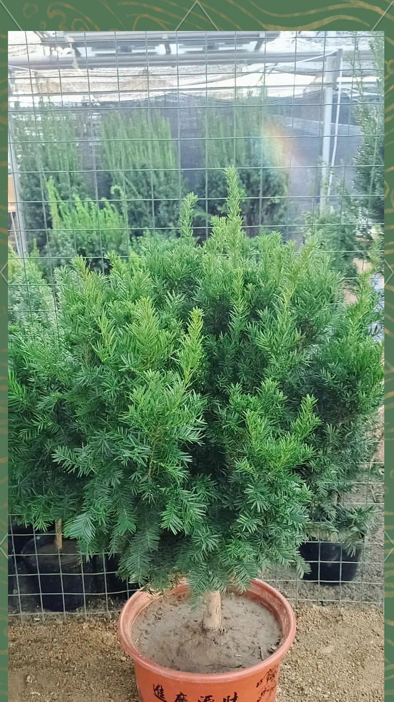 红豆杉播种的最佳时间是什么时候？