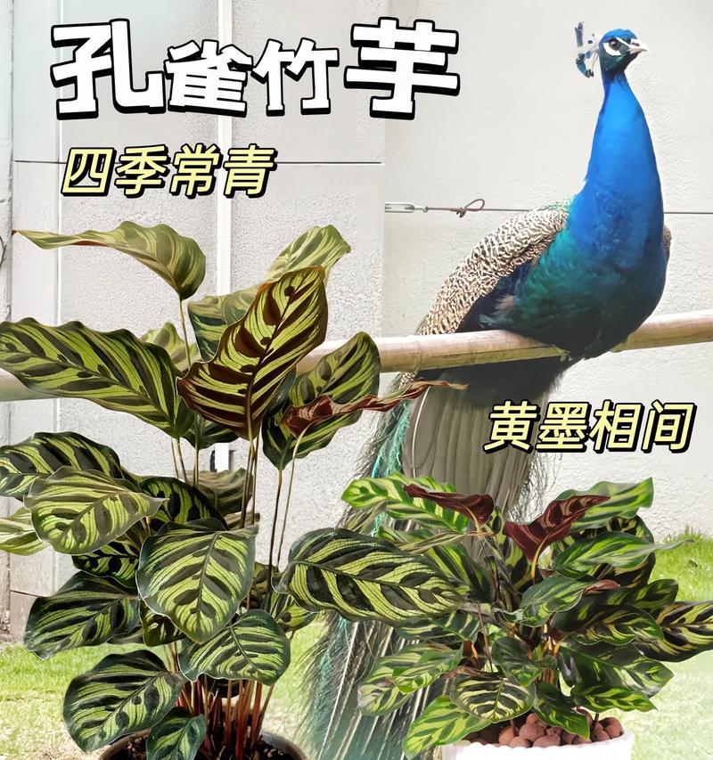 孔雀叶子植物的养护技巧有哪些？