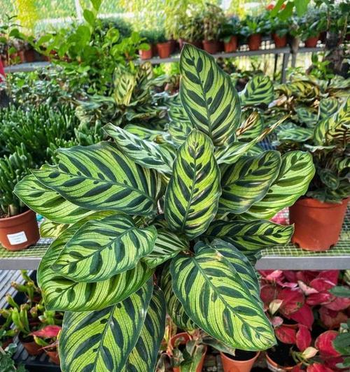 孔雀叶子植物的养护技巧有哪些？
