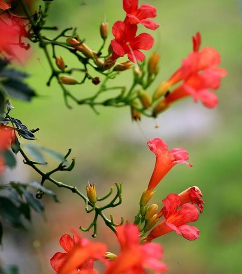 凌霄花的施肥方法是什么？它需要哪些营养成分？