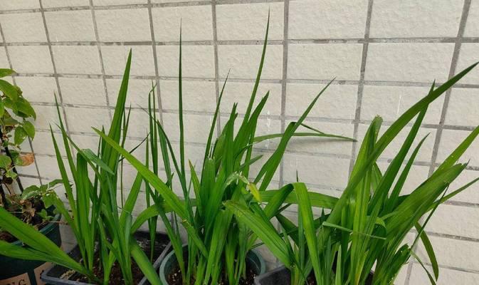 风仙花的种植步骤是什么？如何确保风仙花顺利发芽？