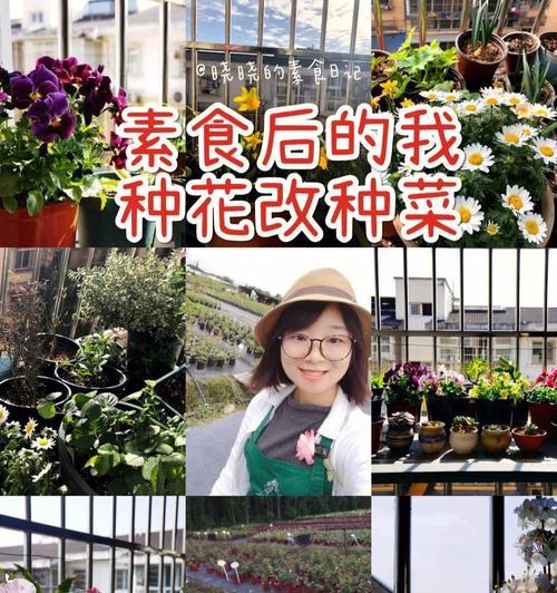 风仙花的种植步骤是什么？如何确保风仙花顺利发芽？