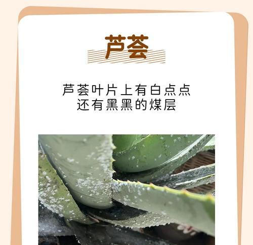 芦荟叶子腐烂如何处理？