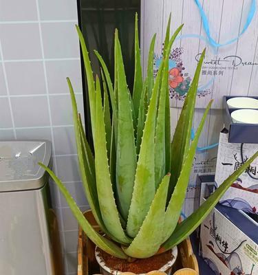 芦荟叶子腐烂如何处理？