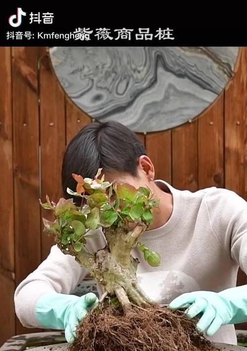 紫薇盆景修剪的最佳时机是什么时候？