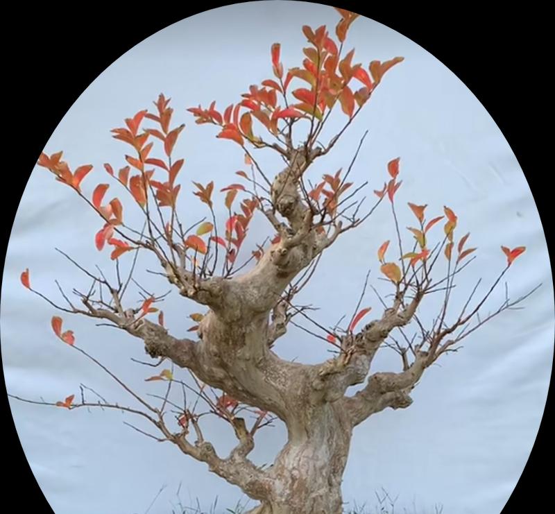 紫薇盆景修剪的最佳时机是什么时候？