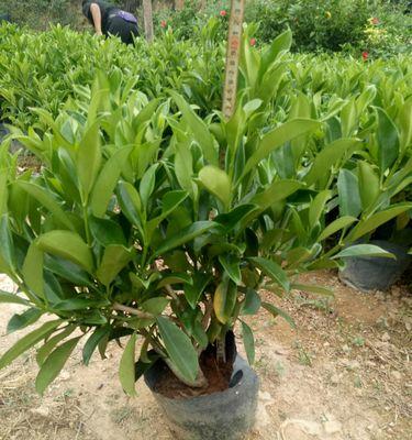 非洲茉莉养殖需要注意哪些事项？