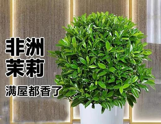 非洲茉莉养殖需要注意哪些事项？