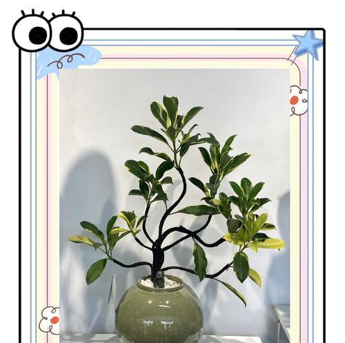 非洲茉莉养殖需要注意哪些事项？