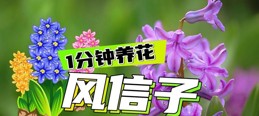风信子的养殖方法是什么？