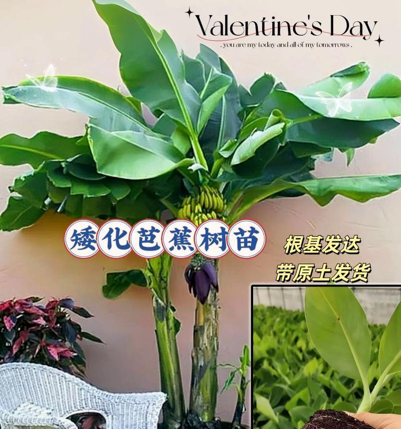 芭蕉种植过程中常见的问题有哪些？