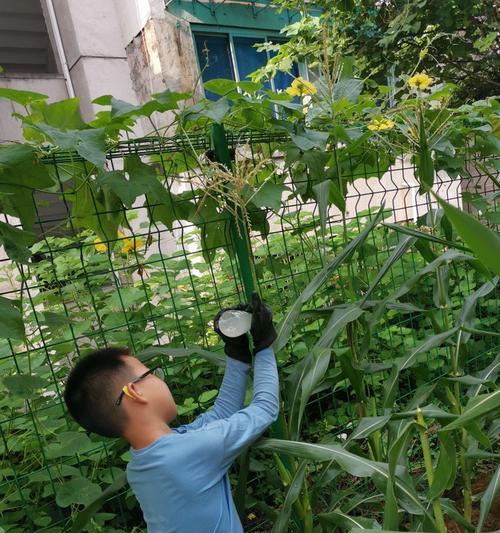 爬山虎的施肥指南是什么？