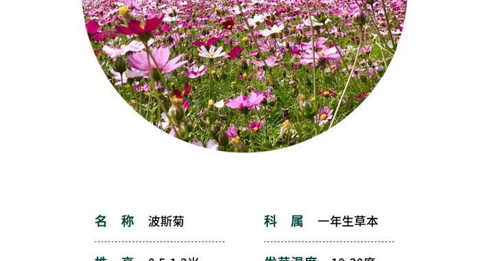 波斯菊播种花种的正确步骤是什么？播种后如何管理？