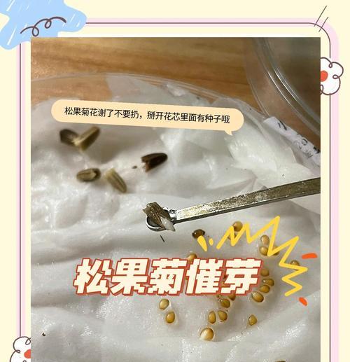 波斯菊播种花种的正确步骤是什么？播种后如何管理？