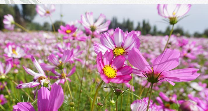 波斯菊播种花种的正确步骤是什么？播种后如何管理？