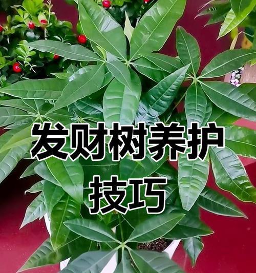 发财树消毒步骤是什么？如何预防病虫害？