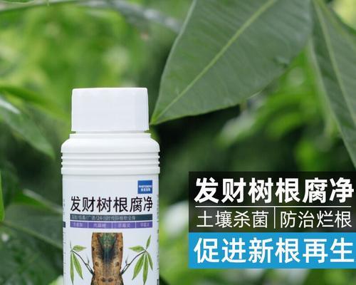 发财树消毒步骤是什么？如何预防病虫害？