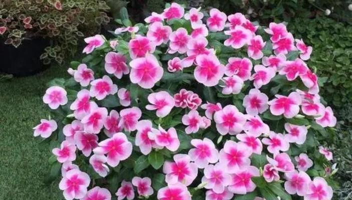 四季花的养护方法和注意事项是什么？