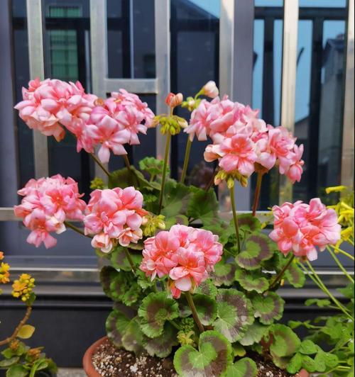 四季花的养护方法和注意事项是什么？