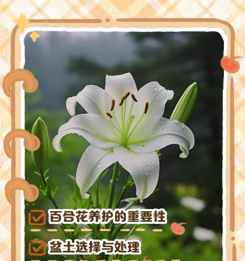四季花的养护方法和注意事项是什么？