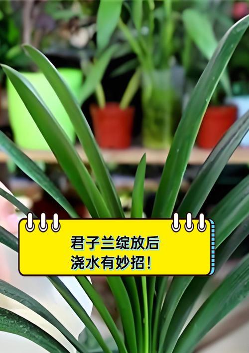 君子兰浇水的正确方法是什么？