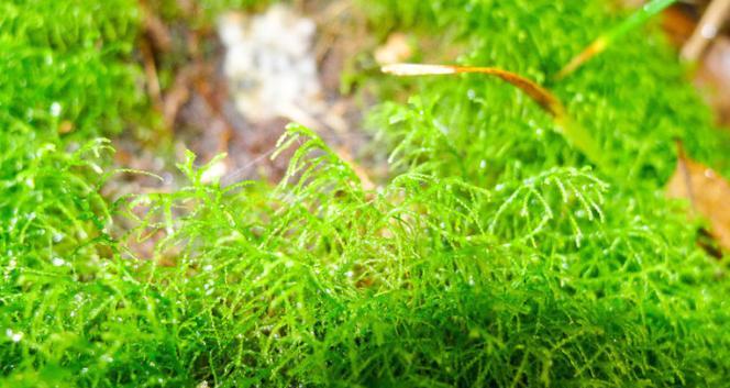 常见的藓类植物有哪些？它们的生长条件是什么？
