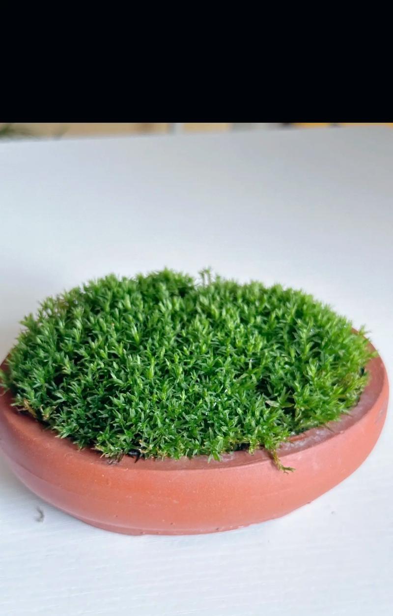 常见的藓类植物有哪些？它们的生长条件是什么？