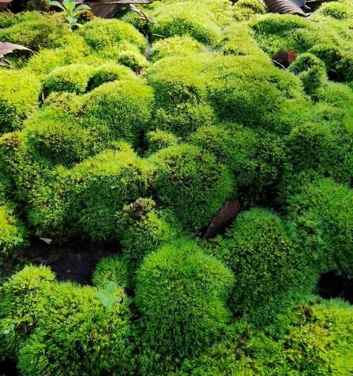 常见的藓类植物有哪些？它们的生长条件是什么？