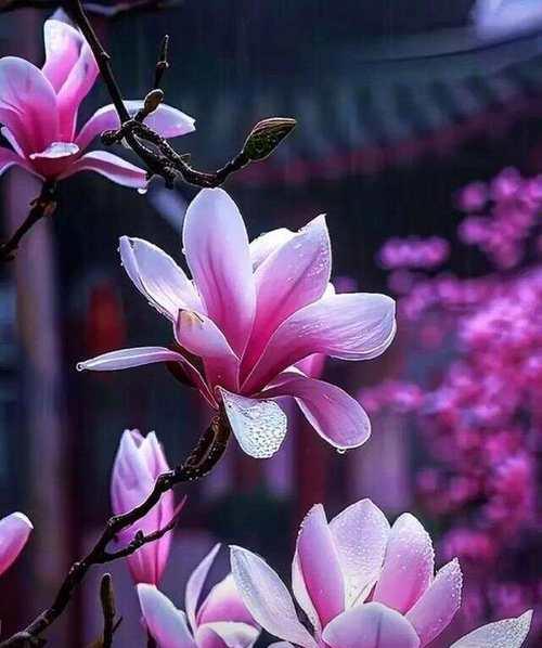 玉兰花的花语是什么？玉兰花的寓意和文化背景是什么？